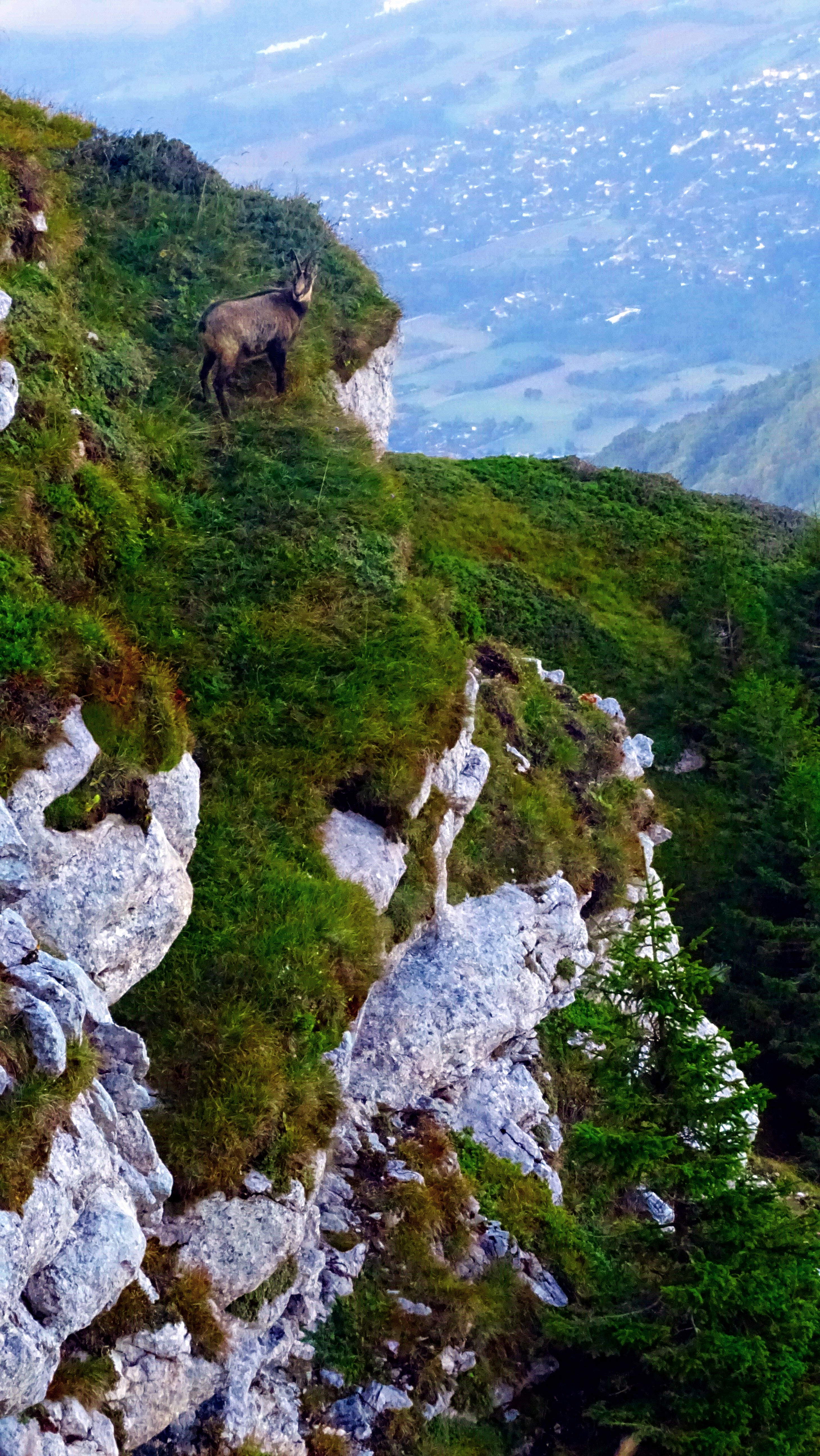 Chamois falaise de la Dent de Crolles paysages et panoramas de Chartreuse par BAW